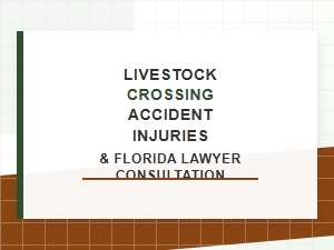 Livestock Crossing Injuries and Florida Lawyer Consultation